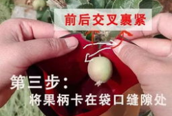 苹果怎么套袋视频,轻松掌握果实保护新方法