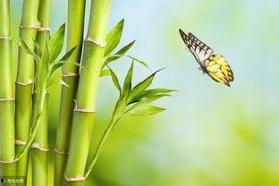 娱乐吃瓜酱竹子